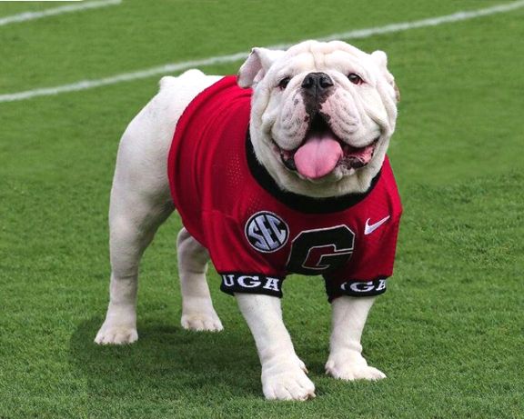 Uga X 8'' x 10'' Print