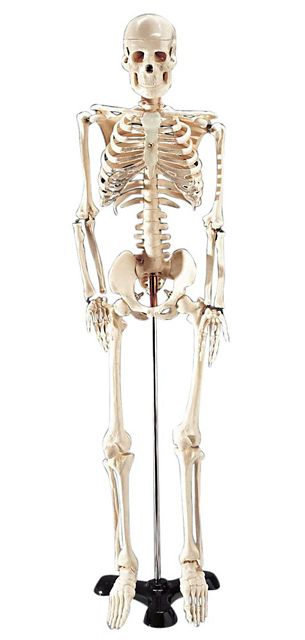 'Mr. Thrifty'' Skeleton Model with Stand