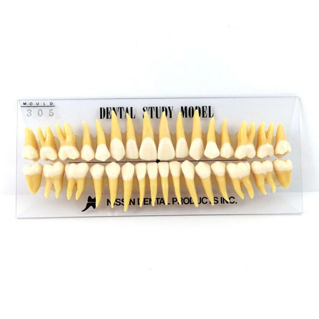 32 TOOTH STUDY MODEL