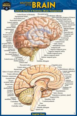 ANATOMY OF THE BRAIN