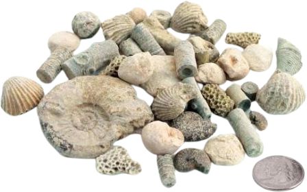 Fossil Sorting Kit