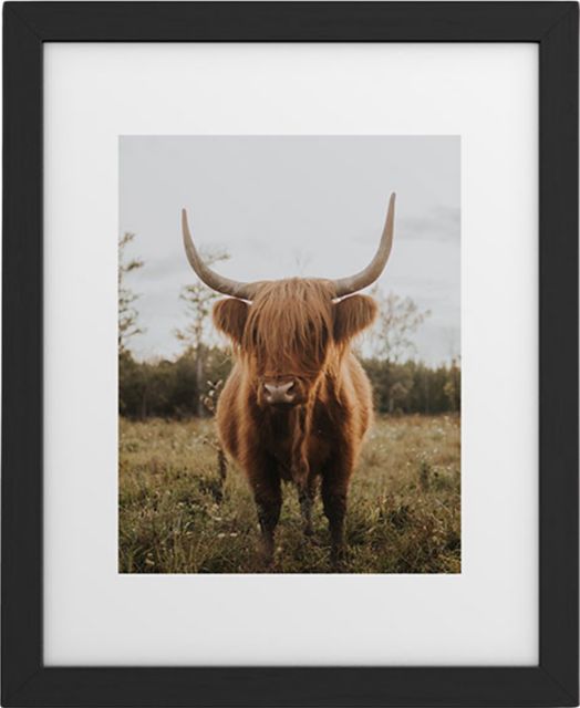 The Curious Highland Cow by Chelsea Victoria Framed Art Print Modern Black