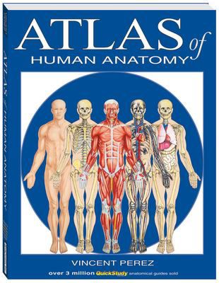 ATLAS OF HUMAN ANATOMY: Gateway Technical College