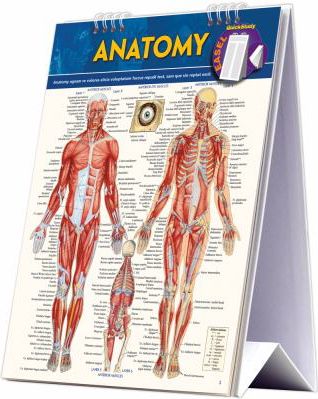 ANATOMY EASEL: University Of Indianapolis